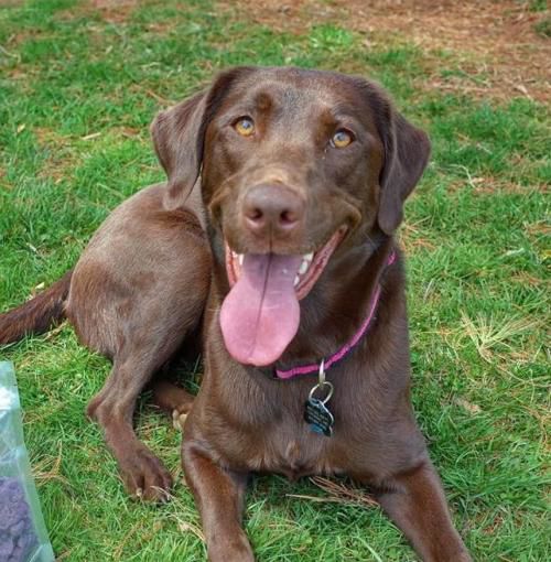PetConnect Rescue - Bailey1.jpg